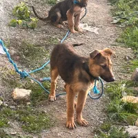 ۲توله ژرمن با مادر|سگ|بهشهر, |دیوار