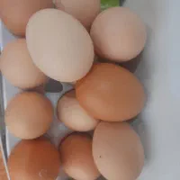 تخم مرغ محلی
