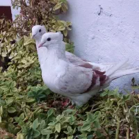 یک جفت گردار