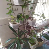 گل حسن ویوسف دومدل وموسی در گهواره وگل گندمی ابلق|گل و گیاه طبیعی|شیراز, دروازه قران|دیوار