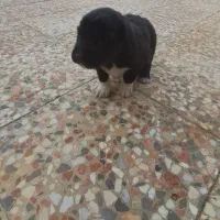 فروش سگ|سگ|امیدیه, |دیوار