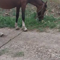 مادیون سالم|اسب و تجهیزات اسب‌سواری|هشتگرد, هیو|دیوار