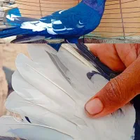 کبوتر|پرنده|شوشتر, |دیوار