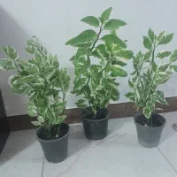 گیاه پدیلانتوس زیبا