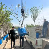 نهال سایز بزرگ مختص شهرداری و ویلا|گل و گیاه طبیعی|تبریز, |دیوار