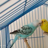 یک جفت مرغ عشق