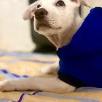 شهر غذای حیوانات