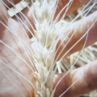 بذر گندم سرداری داس درو