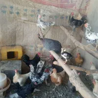 مرغ شاخدار
