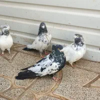 سلام دو جفت کله دم سیاه فروشی