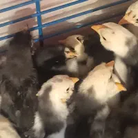 جوجه گلین لوری اصیل ریشو|حیوانات مزرعه|رباطکریم, رباطکریم|دیوار