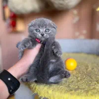 اسکاتیش تریپل فولد بلو