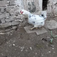 جوجه گلین پنگوئنی(ریش منگوله ای)|حیوانات مزرعه|هشتگرد, خور|دیوار