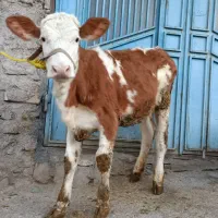 گوساله ماده