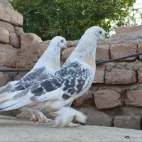 کبوتر تاکلا تُرکیه. سوسنی کاغذی. سبز عربی اصیل|پرنده|تبریز, |دیوار