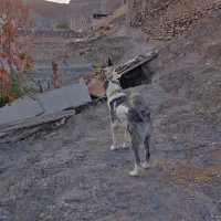 سلام سگ گله ای دهن پاک سن 1نیم جانوری|سگ|مشهد, میان ولایت|دیوار