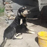 ریتوایلر ترکیبی