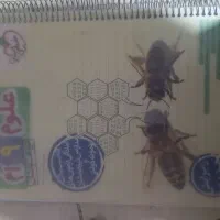 کتاب کار علوم ورود به مدارس خاص و تیزهوشان نهم|کتاب و مجله آموزشی|پاکدشت, پاکدشت (مامازند)|دیوار