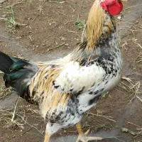 خروس بالغ