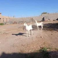 فروش یه بزغاله نر وماده گلابی اصل مادر گلابی