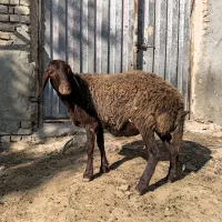 بره ماده
