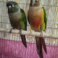 گرینچیک|پرنده|زنجان, |دیوار