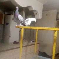 جفت پلاکی|پرنده|مسجد سلیمان, |دیوار