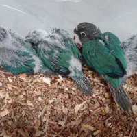 گرینچیک تراکوییس