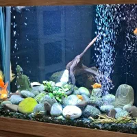 اکواریوم شیشه خم