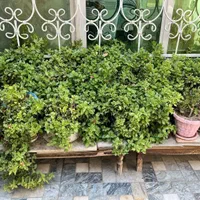 فروش گل آلوورا اشک تمساح و گل یخ سایز مختلف|گل و گیاه طبیعی|تهران, نازی‌آباد|دیوار