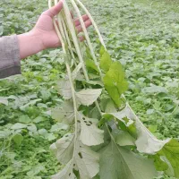 زمین متراژ ۳۰۰متری مسکونی و متراژ ۴۰۰ متری باغی|فروش زمین و ملک کلنگی|ماکلوان, |دیوار