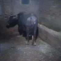 گاومیش و گاومیش نر