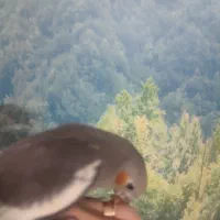 طوطی هلندی|پرنده|قزوین, |دیوار