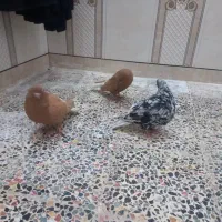 دم‌سفید|پرنده|اهواز, دغاغله|دیوار