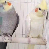 پرنده/ عروس هلندی/ نر و ماده