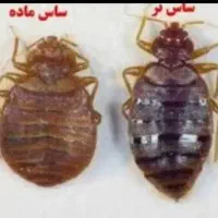 سمپاشی ساس سم پاشی سوسک بومهن پردیس تهران و‌حومه