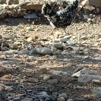 مرغ گلین|حیوانات مزرعه|دشت ذهاب, |دیوار