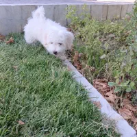 گمشده|سگ|گلبهار, شهر جدید گلبهار|دیوار