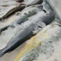 ماهی تازه سید روز شیلات ارس|خوردنی و آشامیدنی|اهر, |دیوار