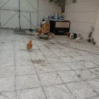 جوجه مرغ وخروس
