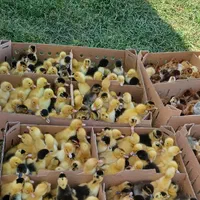 نماینده ورامین در گیلان ، جوجه گلپایگان ،اردک پکنی|حیوانات مزرعه|رشت, گلباغ نماز|دیوار