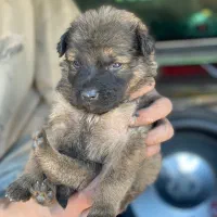 توله نر ژرمن بدون ناخالصی مو بلند ۱/۵ماهه