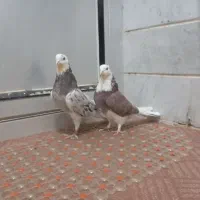 کبوتر شازده پرشی