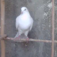 فروش کبوتر توافقی|پرنده|چهارباغ, |دیوار