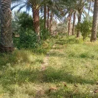 دو عددمغازه وخونه باغ ویلایی|فروش مغازه و غرفه|جیرفت, |دیوار