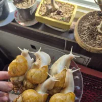 تعدادی حلزون و تخم حلزون یکجا بفروش میرسد