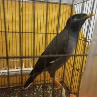 مرغ مینا ماده دستی