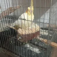 عروس لوتینوماده