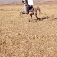 فروش مادیون کرد|اسب و تجهیزات اسب‌سواری|سردرود, |دیوار