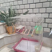 قفس پرنده